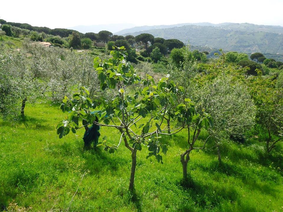 Bed and Breakfast Casa Allorello Laureana Cilento Exteriér fotografie